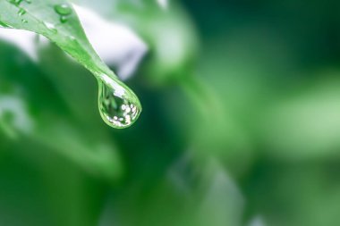 Yeşil yaprakları üzerinde su damlacıkları