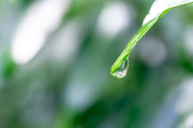 Yeşil çimlerin üzerindeki çiy tanesi