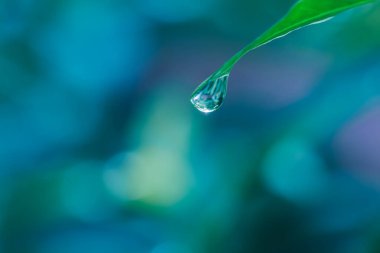 Üzerinde su damlaları olan yeşil bir yaprak. makro