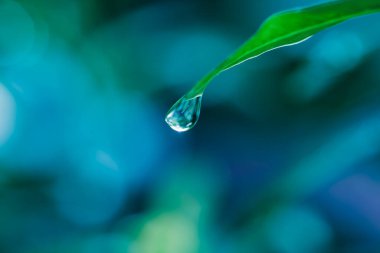 Yeşil yapraktaki çiy taneleri, doğal arkaplan.