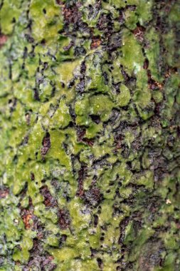 Yeşil yosun dokusunu kapat