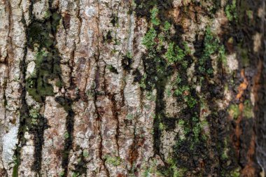 Ağaç gövdesi kabuğu dokusu, yosun dokusu arkaplanı.