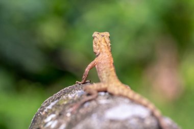 Kertenkeleyi yere yakın tut.