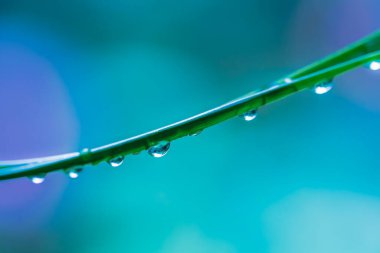 su damlası ile yeşil çimen