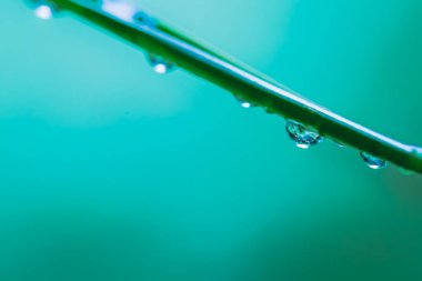 Yaprağın üzerine su damlası.