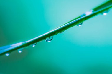 Çiyli yeşil çimenler