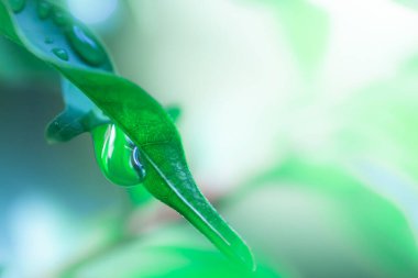 Ağaçtaki taze yeşil yapraklar