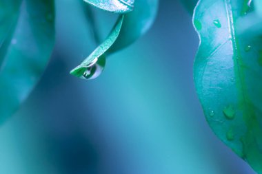 su yapraklara düşer.