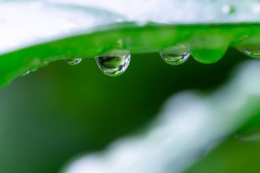 Yeşil çimlere çiy damlaları düşer.