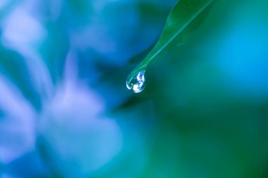 Su damlalı yeşil yapraklar