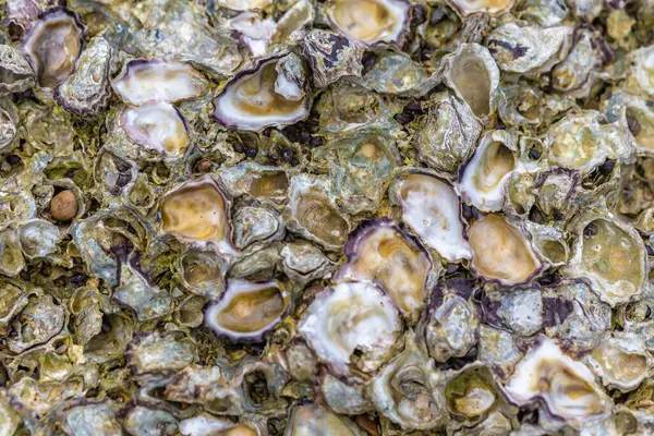 Taze istiridye yakın çekim