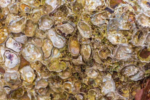 Deniz kabuklarının yakınına..