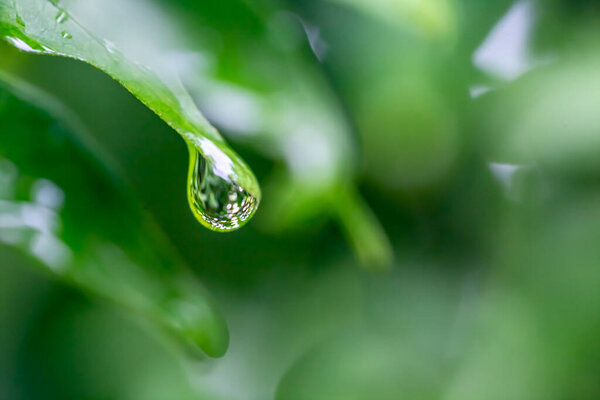water drop on the leaf