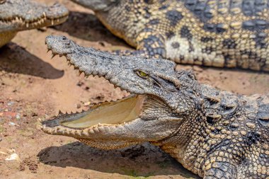 Timsah ağzını aç.