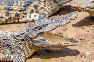 Timsah kafası ve ağzı açık.