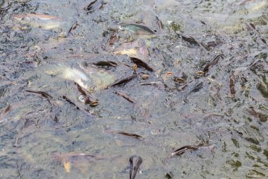 Nehirde bir sürü küçük balık