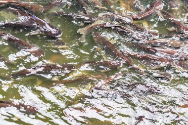 Birçok balık gölette yüzer.