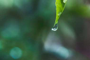 Çiy damlalı yeşil yaprak