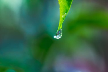 damla su yaprak yeşil
