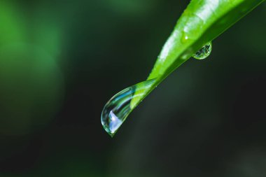 Çiyli yeşil çimen