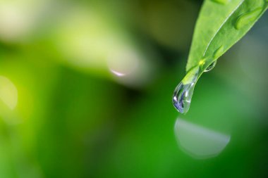 Doğadaki yeşil bir bitkinin üzerine çiy damlası düşer.