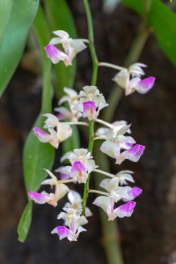 Orkide bahçede, Tayland 'da.
