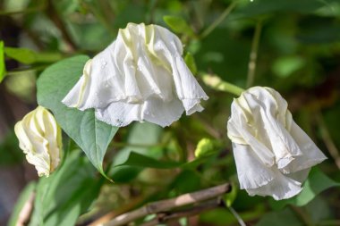 Yasemin çalılığının beyaz çiçeği