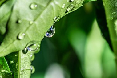 Su damlaları yeşil yapraklara düşer