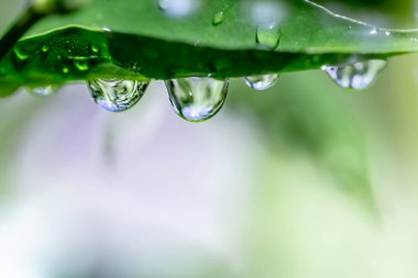 Su damlalı yeşil yaprak