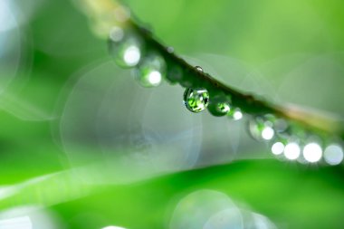 Çiyli yeşil çimen