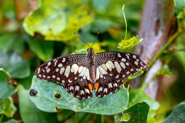 Yaprağın üzerinde kelebek