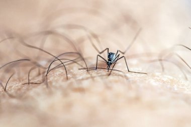Beyaz arkaplandaki dişi örümceğe yaklaş