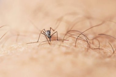 Cilt üzerindeki insan kenesi. makro.