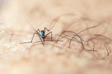 Uzun bıyıklı örümcek.