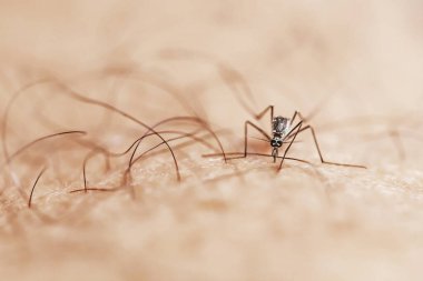 Kanlı bir sivrisineğin makro fotoğrafı..