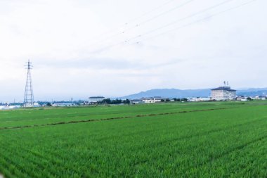 Pirinç tarlası ve bulutlu gökyüzü olan güzel bir manzara.