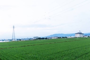 Japonya 'daki pirinç tarlası