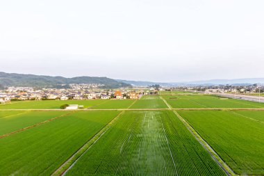 Bir sürü evi olan yeşil çay tarlaları.
