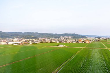 Pirinç tarlalarının havadan görünüşü