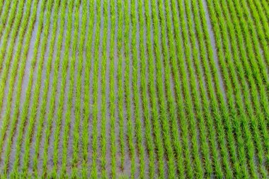 Kırsaldaki mısır tarlasının havadan görünüşü