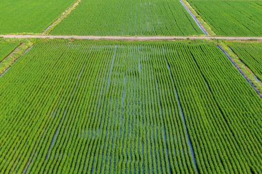 Sabah bol pirinç ve yeşil pirinç tarlalarının havadan görünüşü..