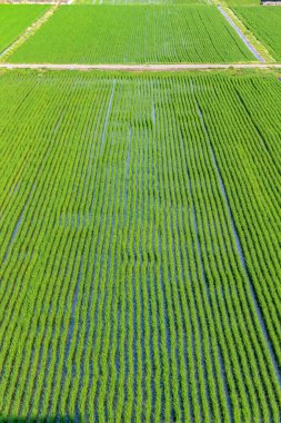 Sabah pirinç tarlasının havadan görüntüsü.