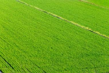 Yeşil buğday alanının havadan görünümü