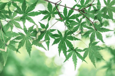 Yaprağın arka planında yeşil bir yaprak