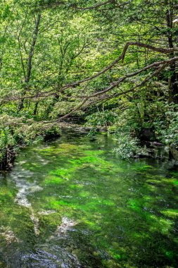 Ormandaki nehirde yeşil yosun