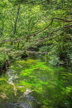 Ormanda güzel bir şelale