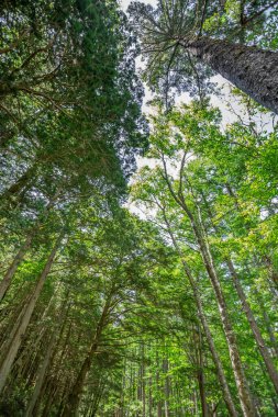 Japonya 'daki Hokkaido Ormanı