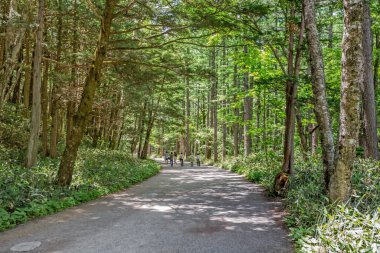 Ormanda yol dağlarda