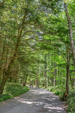 Ormanın güzel manzarası