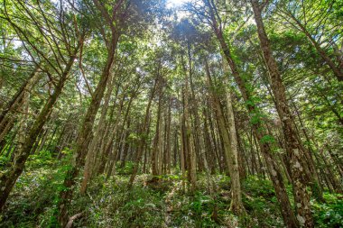 Tropikal ormanda yeşil ağaçlar ve bitkiler